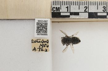 Media type: image;   Entomology 790995 Aspect: Labels